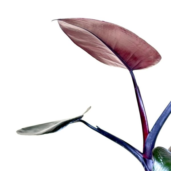 Philodendron 'Dark Lord' - Image 3