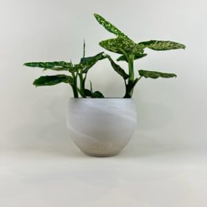Dieffenbachia 'Reflector'