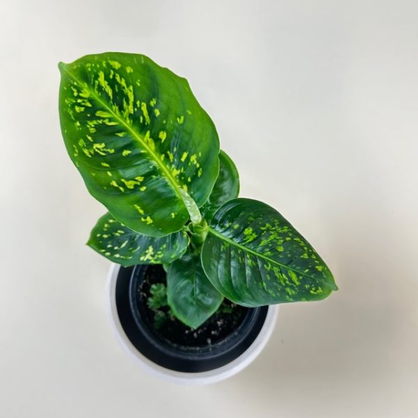 Dieffenbachia 'Reflector' - Image 2