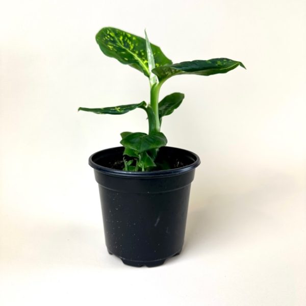 Dieffenbachia 'Reflector' - Image 4