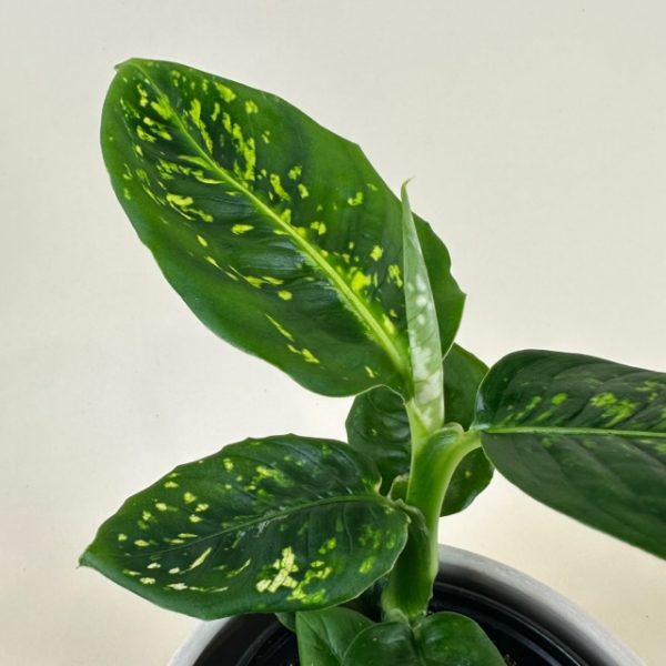 Dieffenbachia 'Reflector' - Image 3