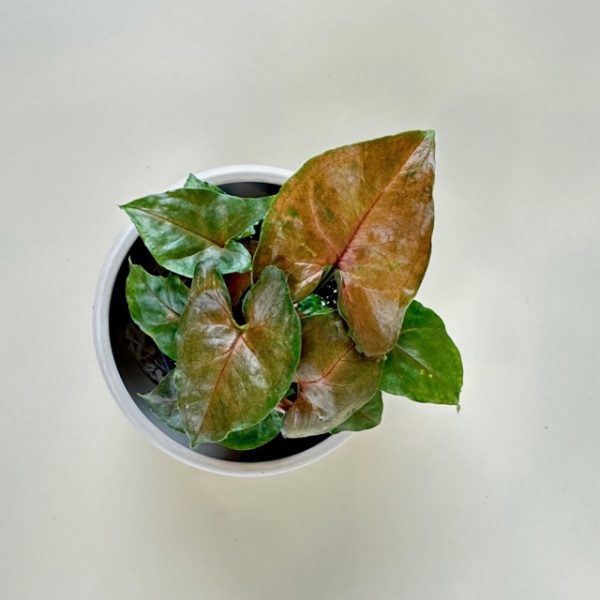 Nephthytis 'Merry-Maria' - Image 2