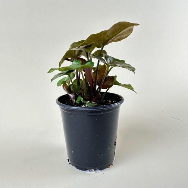Nephthytis 'Merry-Maria' - Image 3