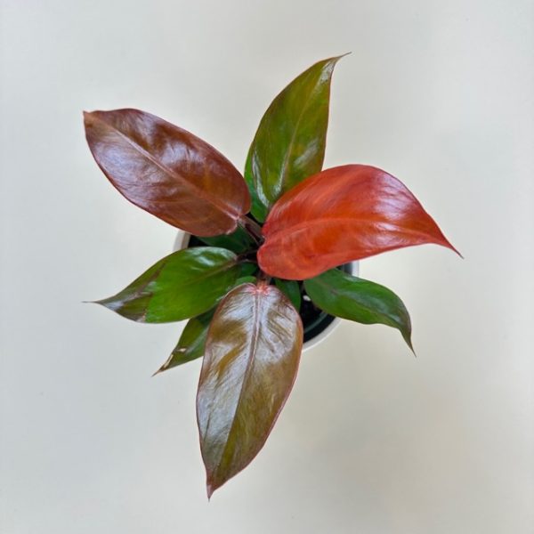 Philodendron 'Sun Red' - Image 2