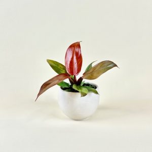 Philodendron 'Sun Red'