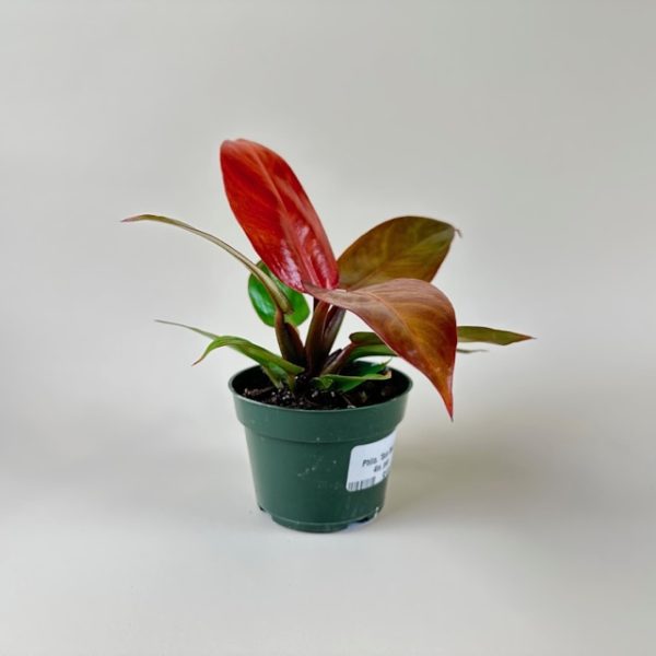 Philodendron 'Sun Red' - Image 4