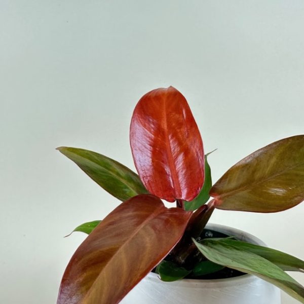 Philodendron 'Sun Red' - Image 3