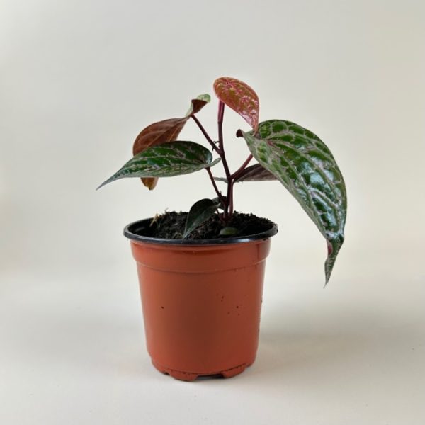 Piper crocatum - Image 4