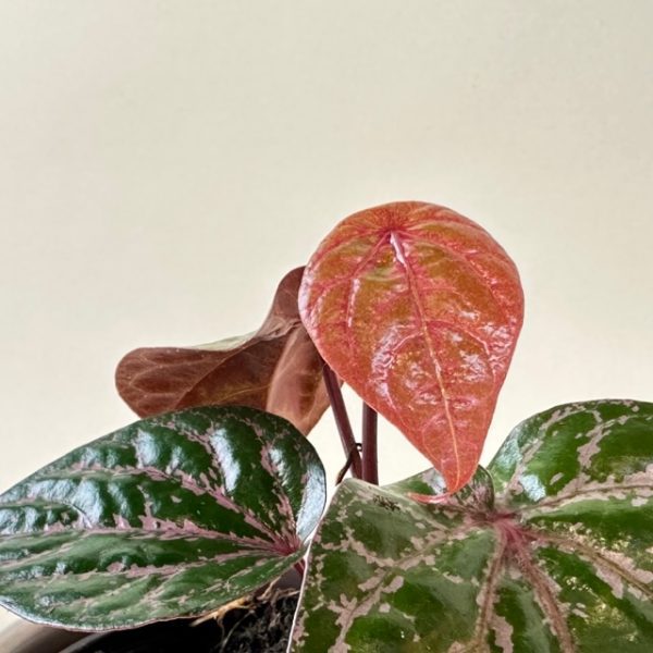Piper crocatum - Image 3