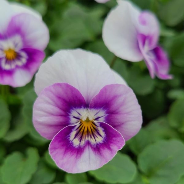 Viola - Image 6