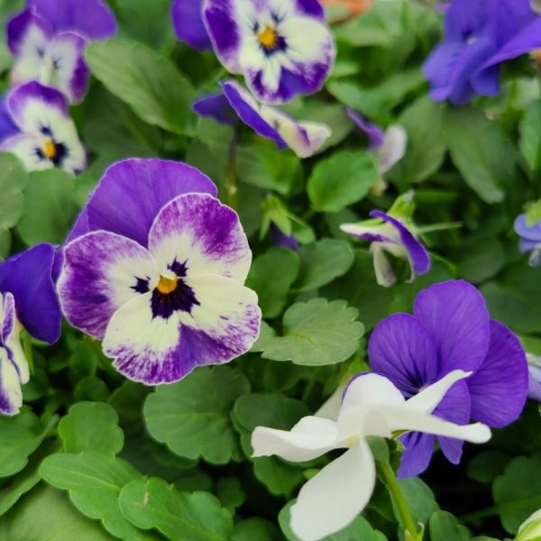 Viola - Image 7