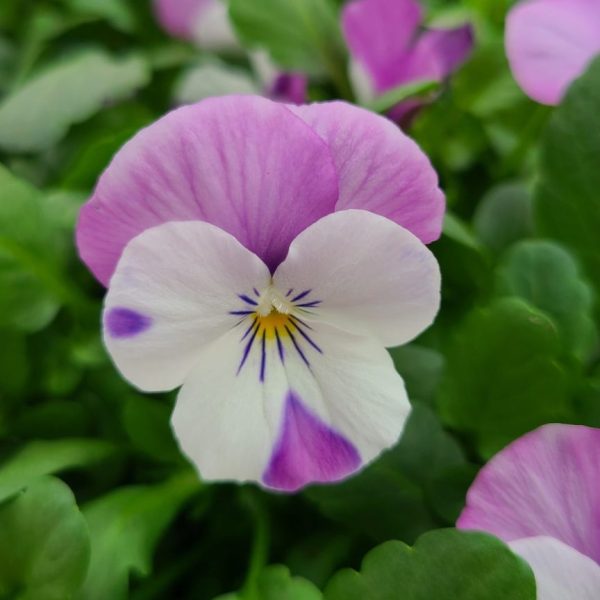Viola - Image 8