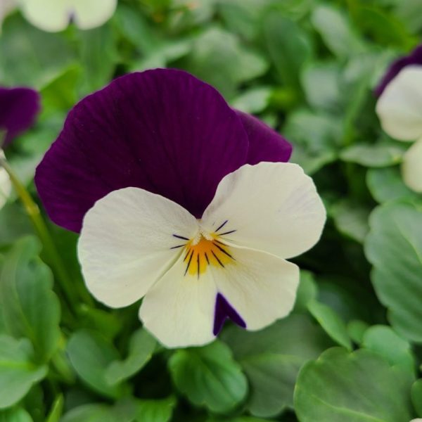 Viola - Image 9