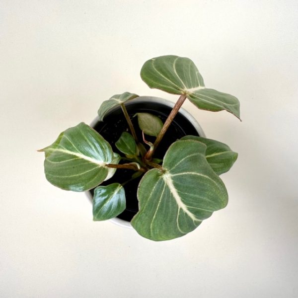 Philodendron gloriosum - Image 4