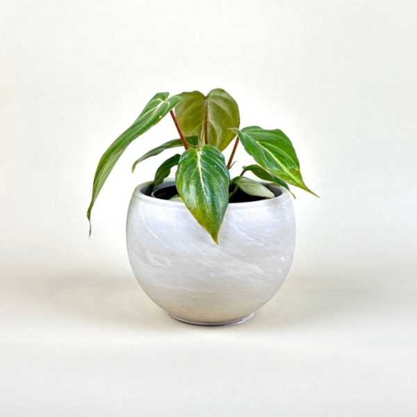 Philodendron gloriosum