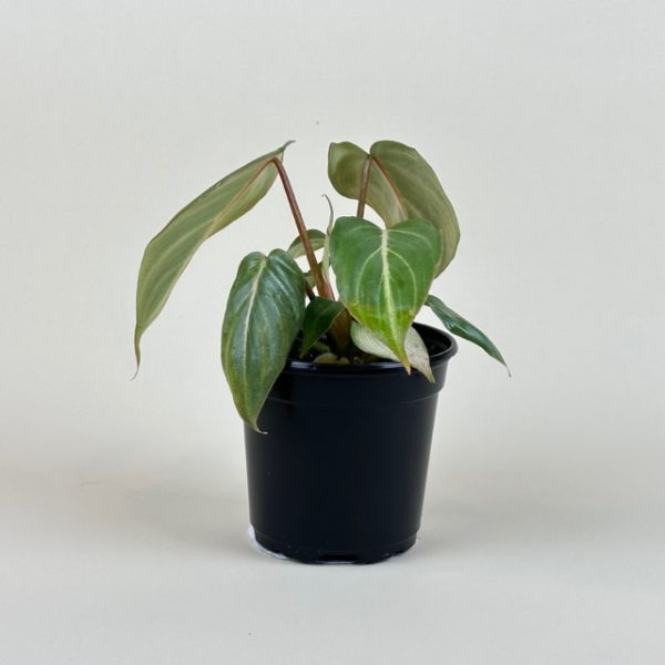 Philodendron gloriosum - Image 3