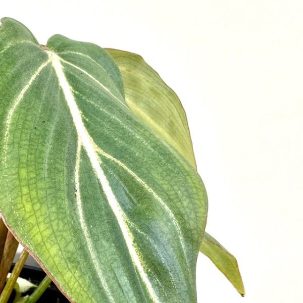 Philodendron gloriosum - Image 2