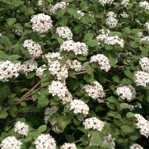 Viburnum 'Fit 2 Be Tied' G3
