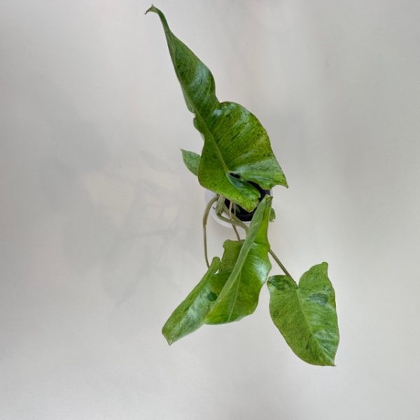 Philodendron 'Paraiso Verde' - Image 4