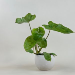 Philodendron 'Paraiso Verde'
