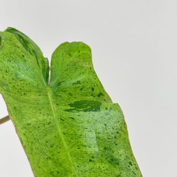 Philodendron 'Paraiso Verde' - Image 2