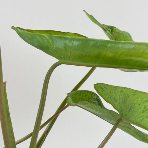 Philodendron 'Paraiso Verde' - Image 3