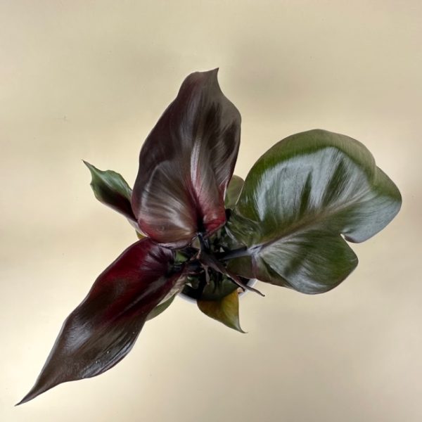 Philodendron 'Red Heart' - Image 5