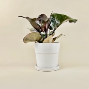 Philodendron 'Red Heart'