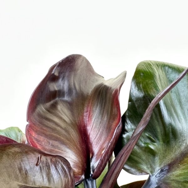 Philodendron 'Red Heart' - Image 3