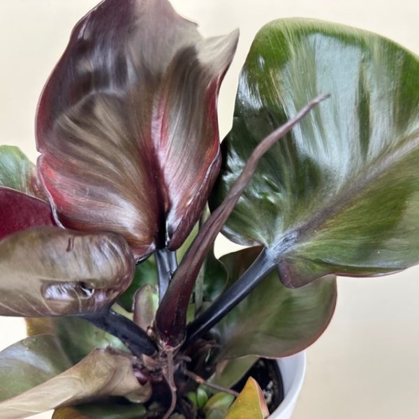 Philodendron 'Red Heart' - Image 2