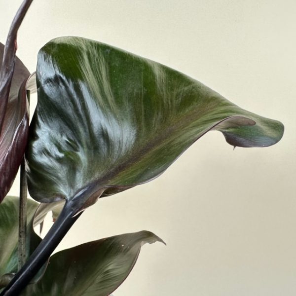 Philodendron 'Red Heart' - Image 4