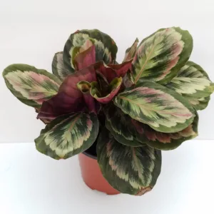 Calathea Medallion 6in.
