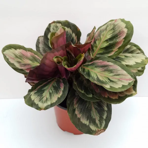 Calathea Medallion 6in.