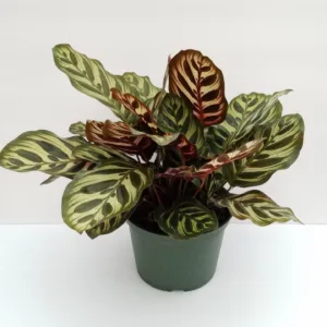 Calathea Makoyana 4in