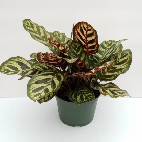 Calathea Makoyana 4in