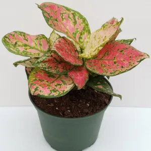 Aglaonema Pink Valentine 6in