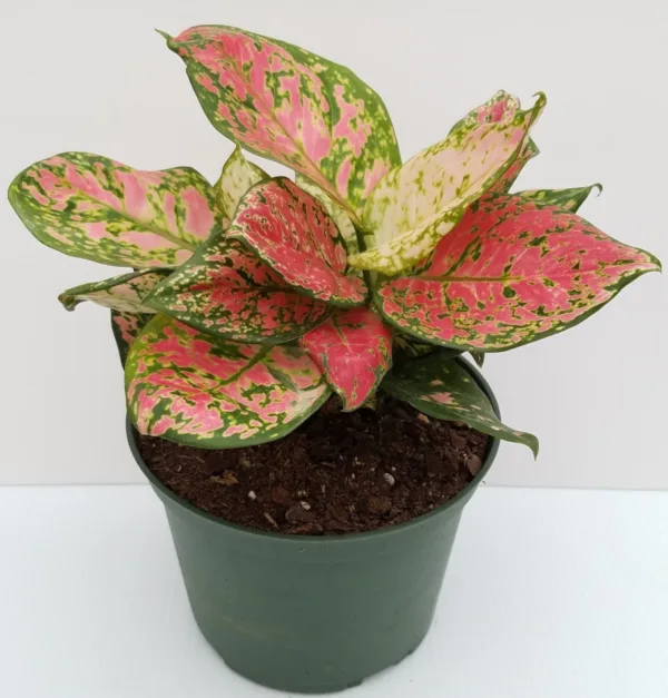 Aglaonema Pink Valentine 6in