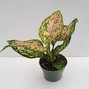 Aglaonema 'Pink Wishes' 4in