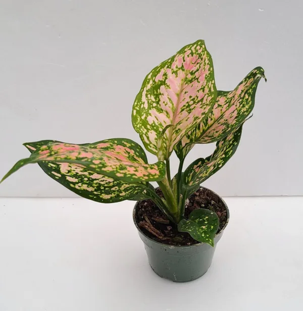 Aglaonema 'Pink Wishes' 4in
