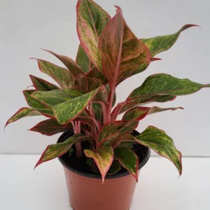 Aglaonema 'Siam Aurora' 6in
