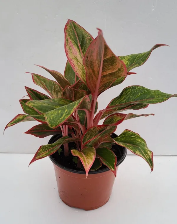 Aglaonema 'Siam Aurora' 6in