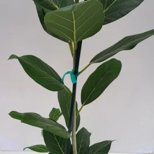 Ficus 'Audrey'