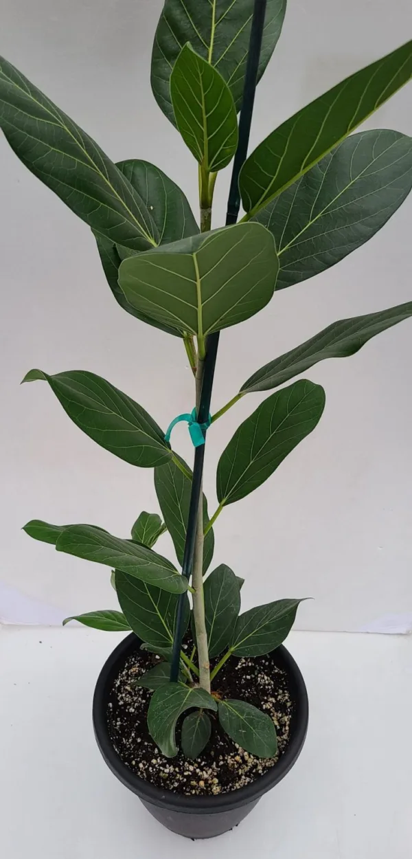Ficus 'Audrey'