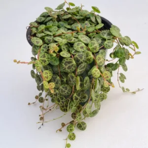 String of Turtles