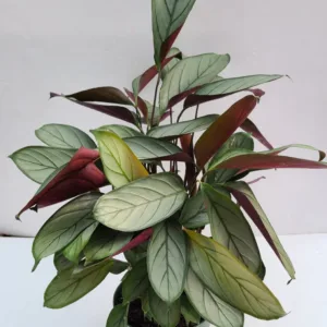 Calathea 'Grey Star'