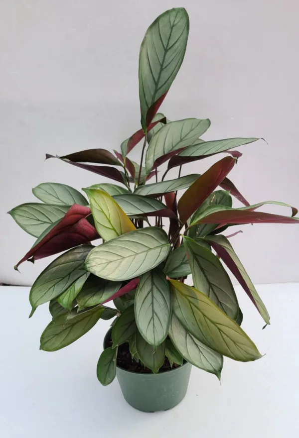 Calathea 'Grey Star'