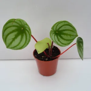 Peperomia 'Watermelon'
