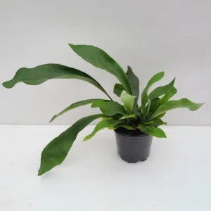 Fern- Staghorn