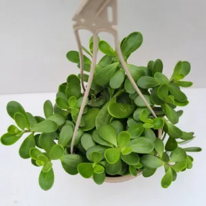 Trailing Jade 6.5in. HB