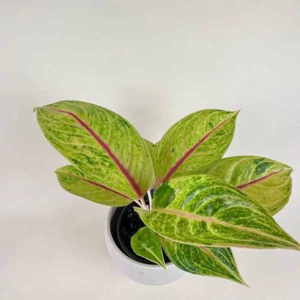 Aglaonema 'Golden Papaya' - Image 2